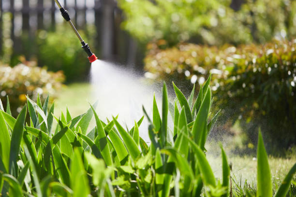 24/7 Emergency Termite Control experts in Claypool, AZ